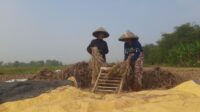 Selain memicu krisis air bersih di sejumlah pemukiman warga, kekeringan di Kabupaten Bekasi juga mengancam ribuan hektare lahan sawah dan memaksa sebagian petani memanen padi lebih awal untuk mengurangi kerugian.