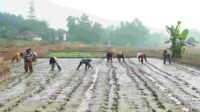Petani di Kecamatan Bojongmangu, Kabupaten Bekasi, mulai beralih dari pola tanam padi konvensional menuju sistem budidaya modern berbasis teknologi. Perubahan tersebut ditandai dengan penerapan Program Pertanian Modern–Advance Agriculture System (PM-AAS) melalui sistem tanam benih langsung (Tabela).