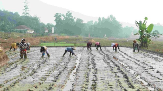 Petani di Kecamatan Bojongmangu, Kabupaten Bekasi, mulai beralih dari pola tanam padi konvensional menuju sistem budidaya modern berbasis teknologi. Perubahan tersebut ditandai dengan penerapan Program Pertanian Modern–Advance Agriculture System (PM-AAS) melalui sistem tanam benih langsung (Tabela).