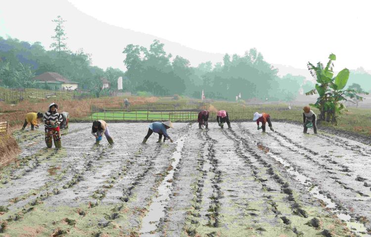 Petani di Kecamatan Bojongmangu, Kabupaten Bekasi, mulai beralih dari pola tanam padi konvensional menuju sistem budidaya modern berbasis teknologi. Perubahan tersebut ditandai dengan penerapan Program Pertanian Modern–Advance Agriculture System (PM-AAS) melalui sistem tanam benih langsung (Tabela).
