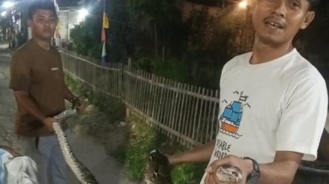 Warga di lingkungan RT 52 RW 13, Desa Jayasampurna, Kecamatan Serang Baru, Kabupaten Bekasi, menangkap seekor ular sanca sepanjang sekitar 3 meter pada Minggu (23/08) malam.