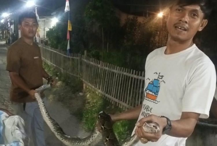 Warga di lingkungan RT 52 RW 13, Desa Jayasampurna, Kecamatan Serang Baru, Kabupaten Bekasi, menangkap seekor ular sanca sepanjang sekitar 3 meter pada Minggu (23/08) malam.