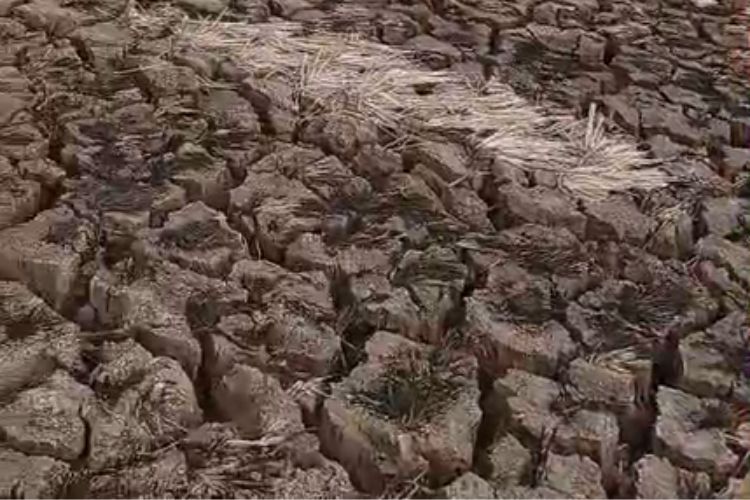 Upaya percepatan tanam padi di Kecamatan Tembelang, Kabupaten Bekasi, terkendala minimnya pasokan air. Kerusakan tanggul Saluran Sekunder (SS) Pisang Batu membuat sekitar 700 hektare areal persawahan di tiga desa belum dapat kembali ditanami setelah terdampak kemarau.
