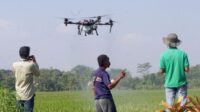 Penyemprotan hama wereng cokelat dengan menggunakan drone di lahan pertanian warga.