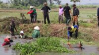Goloran atau kerja bakti membersihkan Saluran Sekunder (SS) BKG di wilayah Kecamatan Pebayuran, Selasa (06/10).