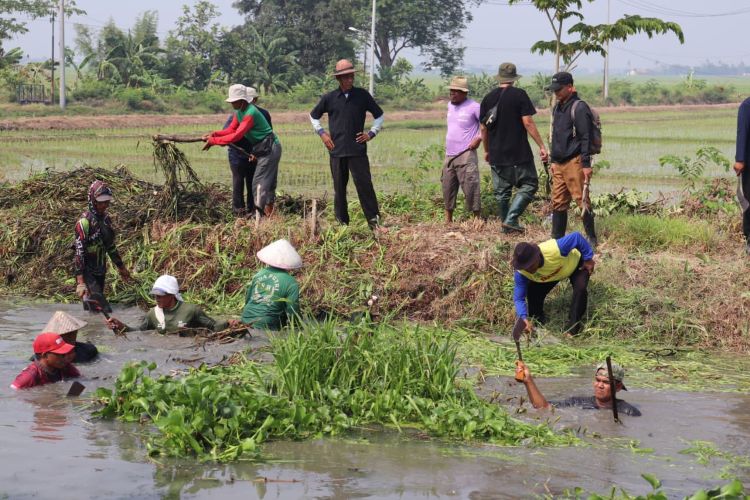 bkg goloran Goloran atau kerja bakti membersihkan Saluran Sekunder (SS) BKG di wilayah Kecamatan Pebayuran, Selasa (06/10).